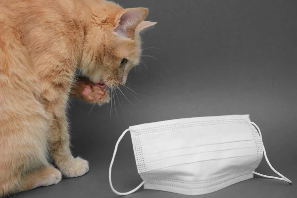 Eine Rote Katze Wäscht Ihre Pfoten Neben Einer Medizinischen Maske — Stockfoto