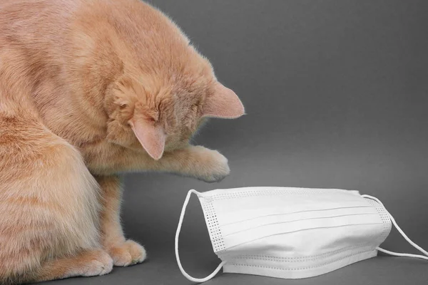 Eine Rote Katze Bedeckt Ihre Schnauze Mit Einer Pfote Neben — Stockfoto