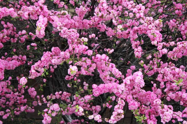 Цвіте Вишня Весна Прийшла Весняна Природа Цвітіння — стокове фото