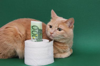 100 Euro 'luk banknot tuvalet kağıdı rulosundan çıkıyor. Kırmızı kedi onun yanında yatıyor ve ona bakıyor..