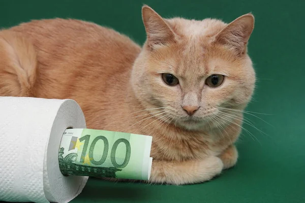 Czerwony kot leży obok rolki białego papieru toaletowego na zielonym tle. Banknot 100 euro wystający z rolki papieru toaletowego. — Zdjęcie stockowe