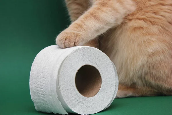 Eine rote Katzenpfote berührt eine Rolle weißes Toilettenpapier. Grüner Hintergrund. — Stockfoto