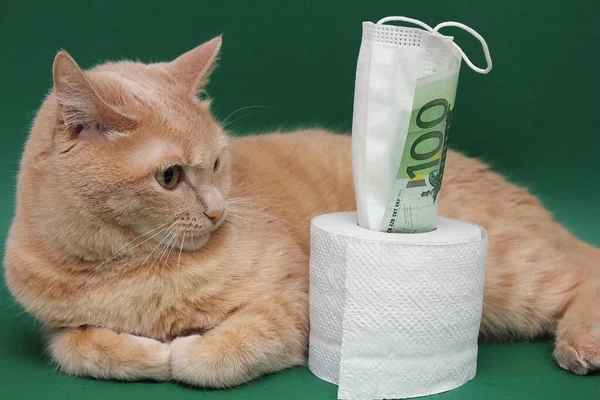 Banknot 100 euro wystaje z rolki papieru toaletowego. Czerwony kot leży obok i gapi się na niego.. — Zdjęcie stockowe