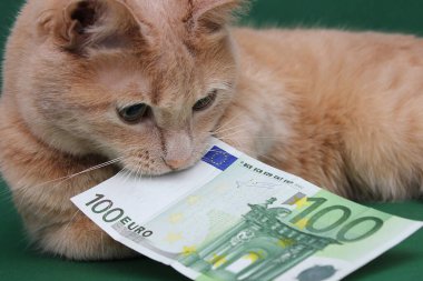 Kızıl bir kedinin dişinde 100 Euro var. Ekonomik kriz ve istikrarsızlık kavramı.