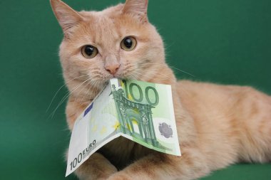 Kızıl bir kedinin dişinde 100 Euro var. Ekonomik kriz ve istikrarsızlık kavramı.