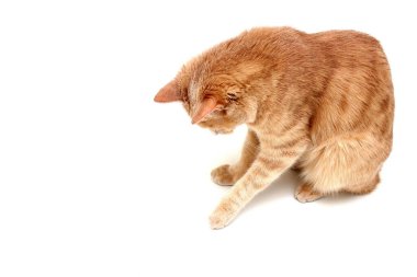 Beyaz bir arka planda izole edilmiş kırmızı bir kedi aşağıya bakar ve patisiyle bir şeye dokunur. Ayrı bir hayvan.