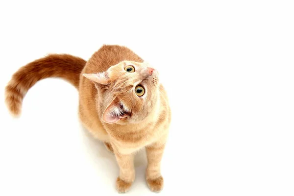 Röd Katt Tittar Upp Isolerad Vit Bakgrund Uppfattat Utrymme Isolerade — Stockfoto