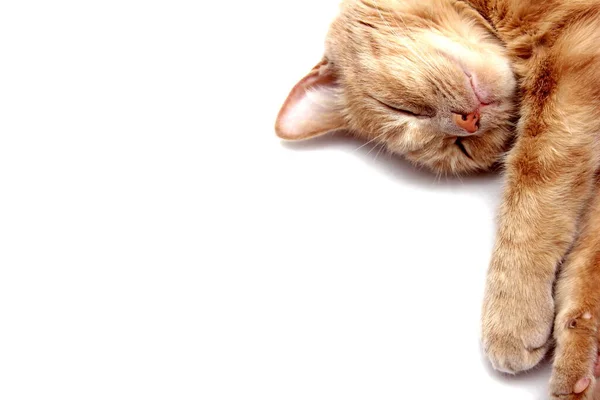 O pisică roșie adormită este izolată pe un fundal alb. Close up . — Fotografie, imagine de stoc