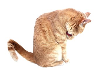 Kırmızı bir kedi kameraya yan oturup patisini yalıyor. Beyaz arka planda izole kedi yıkama.