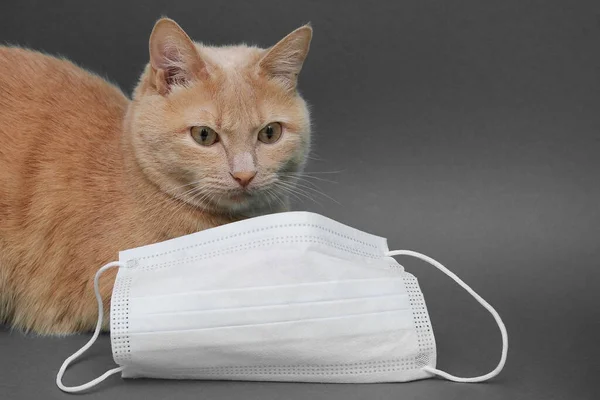 Egy Vörös Macska Fekszik Arcmaszk Mellett Állat Egészségügyi Szolgáltatások Fogalma — Stock Fotó