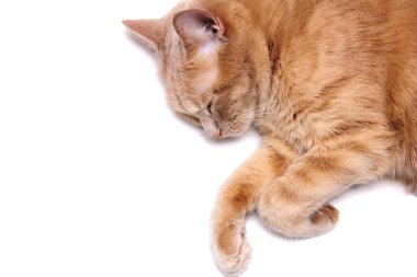 Uyuyan bir kırmızı kedi beyaz arka planda izole edilir. Kapatın. Evcil hayvanlara ötenazi. Hayvanlar için anestezi.