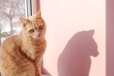 Kızıl kedi ve gölgesi. Kedi pencere pervazında oturuyor..