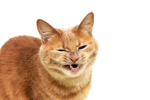 Kattens Leende Den Röda Katten Blottade Tänderna Och Smalnade Ögonen — Stockfoto