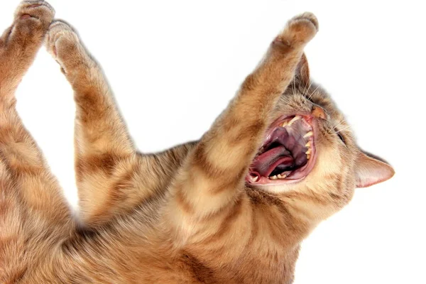 Vörös macska, tágra nyílt szájjal. A macska nyelve és fogai közelkép. — Stock Fotó