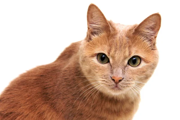 Gatto Rosso Con Attenzione Con Cautela Guarda Direttamente Macchina Fotografica — Foto Stock