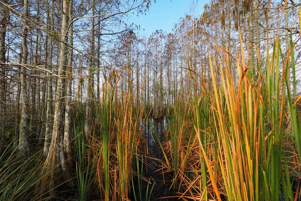 Palhetas coloridas e ciprestes no Parque Nacional Everglades . — Fotografia de Stock