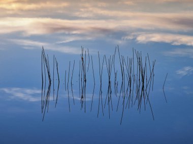 Everglade Ulusal Parkı 'ndaki Nine Mile Pond' da gün doğumunda sazlıklar.