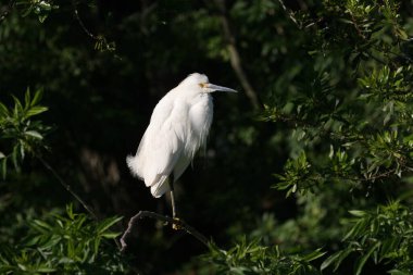 Karlı Egret Saint Augustine, Florida 'da.