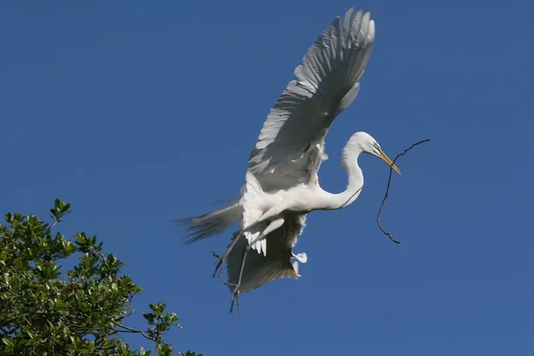 フロリダ州セントオーガスティンでの飛行中の巣材との大歓迎. — ストック写真