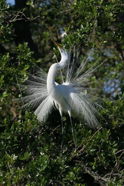 Grande aigrette en plein étalage de reproduction et plumage . — Photo