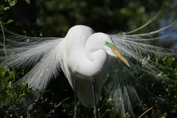 Grande aigrette en plein étalage de reproduction et plumage . — Photo