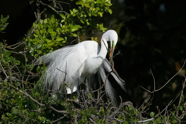 Grande Egret em exibição de reprodução completa e plumagem . — Fotografia de Stock