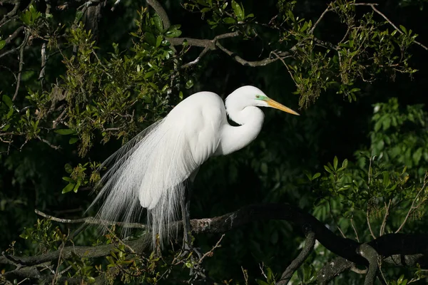 Grande Egret empoleirado em carvalho . — Fotografia de Stock