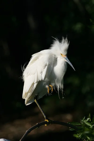 Aigrette neigeuse à Saint Augustine, Floride . — Photo