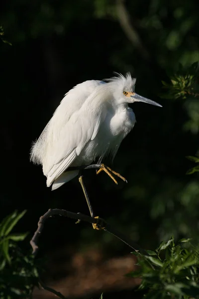 Aigrette neigeuse à Saint Augustine, Floride . — Photo