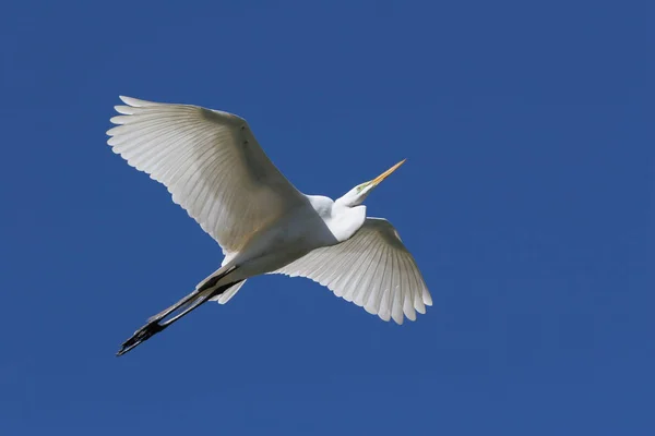 Grande Egret em voo em Saint Augustine, Florida . Fotografia De Stock