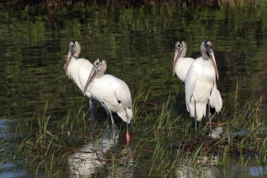 Fort De Soto Park, Florida 'da sığ sulardaki orman leylekleri.