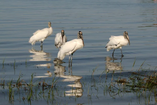 Wood Storks in shallow water in Fort De Soto Park, Florida. — Stock Photo, Image