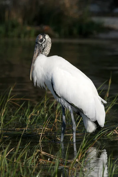 Wood Stork in shallow water in Fort De Soto Park, Florida. — Stockfoto
