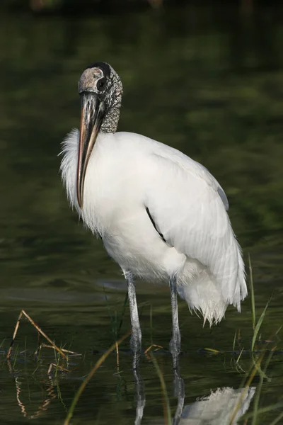 Cigüeña de madera en aguas poco profundas en Fort De Soto Park, Florida . —  Fotos de Stock