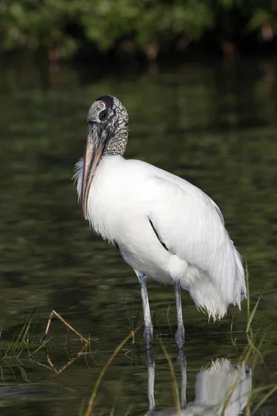 Wood Stork in shallow water in Fort De Soto Park, Florida. — Stockfoto