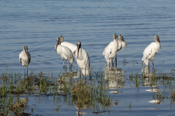 Cigüeñas de madera en aguas poco profundas en Fort De Soto Park, Florida . — Foto de Stock