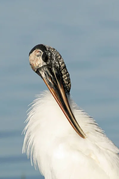 Cicogna di legno in acque poco profonde a Fort De Soto Park, Florida . — Foto Stock