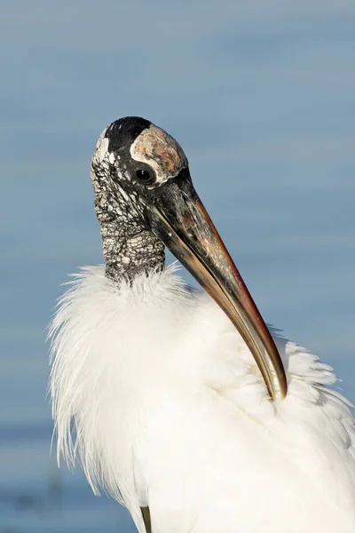 フロリダ州フォート・デ・ソト公園の浅い水の中の木のコウノトリ. — ストック写真