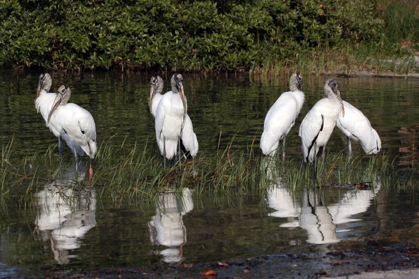 Cegonhas de madeira em águas rasas em Fort De Soto Park, Florida . — Fotografia de Stock