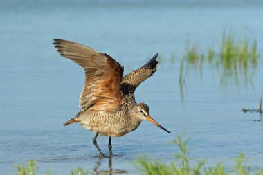 Fort De Soto Park, Florida 'nın sığ sularında yürüyen mermer Godwit.