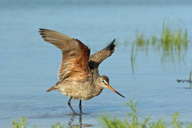 Marbled Godwit wading in shallows of Fort De Soto Park, Florida. clipart
