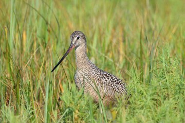 Fort De Soto Park, Florida 'nın sığ sularında yürüyen mermer Godwit.