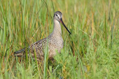 Fort De Soto Park, Florida 'nın sığ sularında yürüyen mermer Godwit.