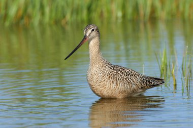 Fort De Soto Park, Florida 'nın sığ sularında yürüyen mermer Godwit.