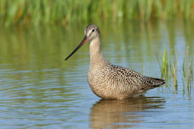 Marbled Godwit wading in shallows of Fort De Soto Park, Florida. clipart