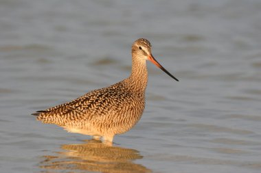 Fort De Soto Park, Florida 'nın sığ sularında yürüyen mermer Godwit.