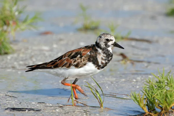 Ruddy Turnstone on beach in Fort De Soto Park, Florida. — Stockfoto