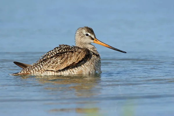 Marbled Godwit bathing in shallow water in Fort De Soto Park, Florida. — Stockfoto