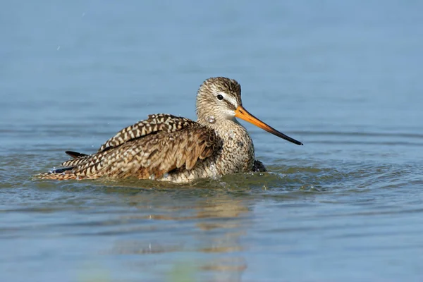 Marbled Godwit bathing in shallow water in Fort De Soto Park, Florida. — Stockfoto