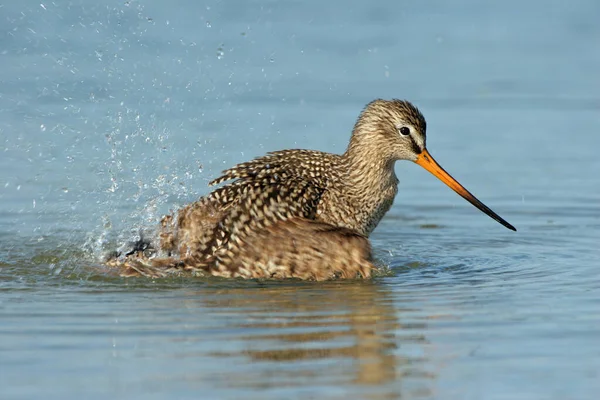 Marbled Godwit bathing in shallow water in Fort De Soto Park, Florida. — Stockfoto
